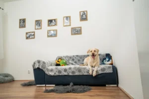 Psí hotel Teplice - hotel pro psy, kočky a jiné domácí mazlíčky - pokoj