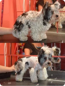 Stříhání psů Praha 5 - PetGrooming salon pro psy a kočky