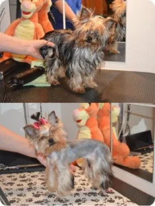 Stříhání psů Praha 5 - PetGrooming salon pro psy a kočky
