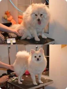 Stříhání psů Praha 5 - PetGrooming salon pro psy a kočky