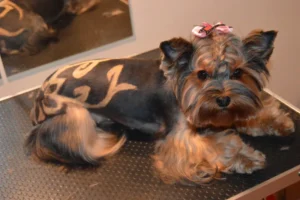 Stříhání psů Praha 5 - PetGrooming salon pro psy a kočky
