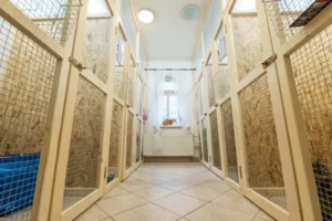 Psí hotel Teplice - hotel pro psy, kočky a jiné domácí mazlíčky