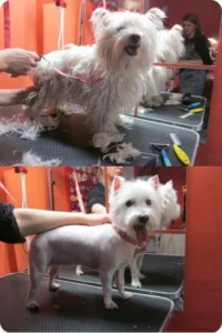 Stříhání psů Teplice - PetGrooming salon pro psy a kočky
