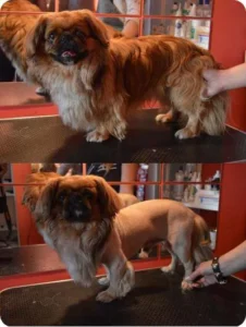 Stříhání psů Teplice - PetGrooming salon pro psy a kočky