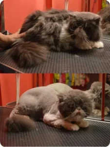 Stříhání psů Teplice - PetGrooming salon pro psy a kočky