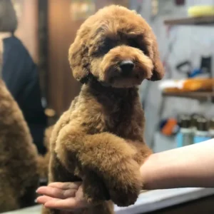 Stříhání psů Teplice - PetGrooming salon pro psy a kočky
